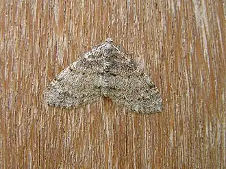 Lobophora