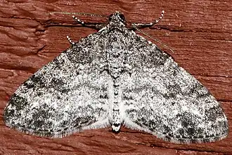 Lobophora nivigerata