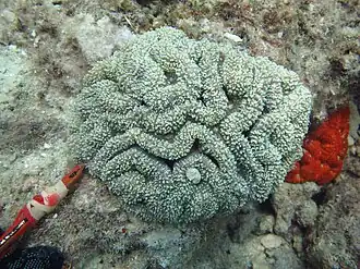 Lobophyllia flabelliformis