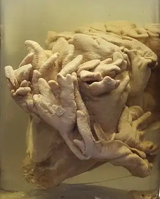 Lobophytum compactum