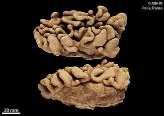 Lobophytum crebriplicatum