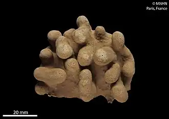 Lobophytum cristatum