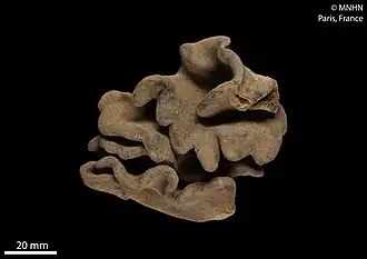 Lobophytum denticulatum