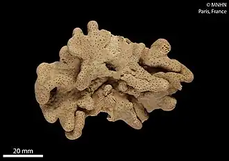 Lobophytum irregulare