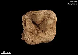 Lobophytum laevigatum