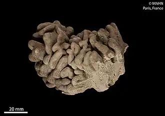 Lobophytum michaelae