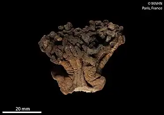 Lobophytum microlobulatum