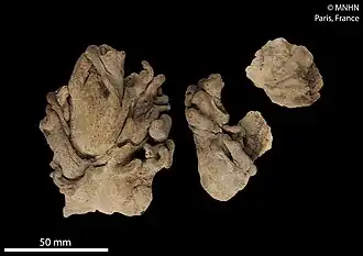 Lobophytum microspiculatum