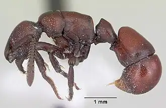 Loboponera obeliscata