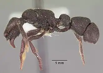 Loboponera subatra