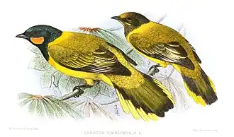Gabonrupsvogel
