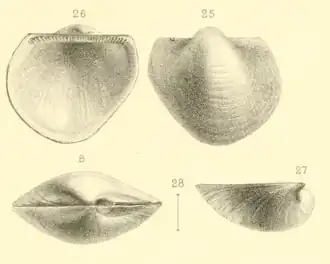 Bathyarca inaequisculpta