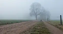 Bomen in de mist aan de Hoge Enk