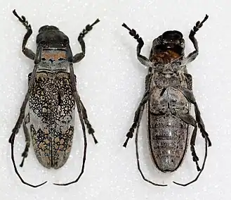 Lochmaeocles fasciatus