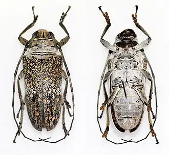 Lochmaeocles pulcher