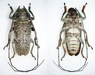 Lochmaeocles sladeni