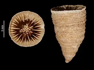 Lochmaeotrochus gardineri