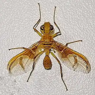 Ctenostylidae