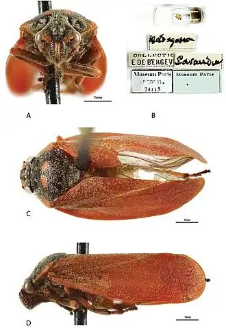 Locris bipunctata
