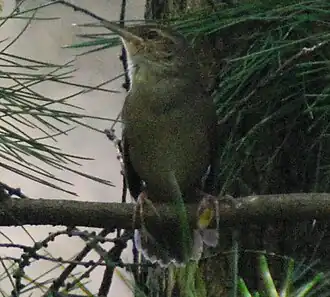 Stepanyans krekelzanger