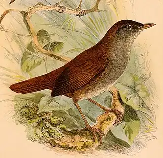 Sulawesistruikzanger