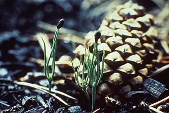 Draaiden (Pinus contorta) bij dennenappel (een naaktzadige plant)