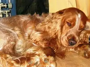 Engelse cockerspaniël