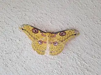 Loepa schintlmeisteri