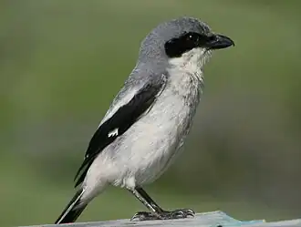 Amerikaanse klapekster