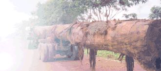 Houtkap in Cambodja (foto: 2005).