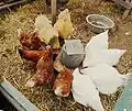 Lohmanns in groep met hobbykippen.