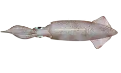 Doryteuthis opalescens