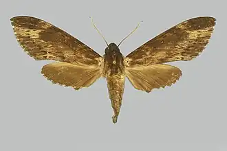 Lomocyma oegrapha