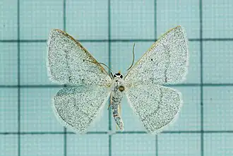 Lomographa margarita