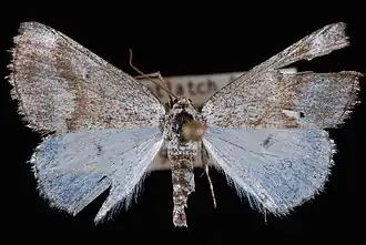 Lomographa semiclarata