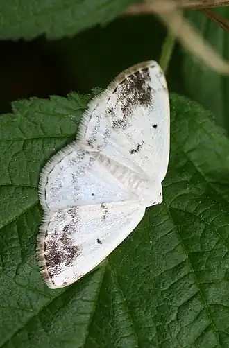 Witte schaduwspanner