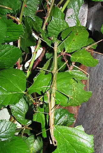 Lonchodiodes samarensis