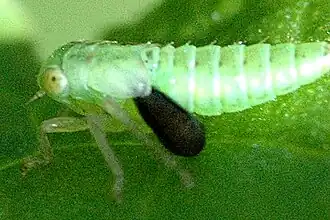 Lonchodryinus ruficornis