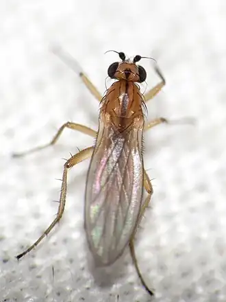 Lonchoptera bifurcata