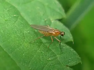 Lonchoptera bifurcata