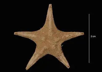 Lonchotaster tartareus