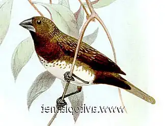 Witbuikbronzemannetje