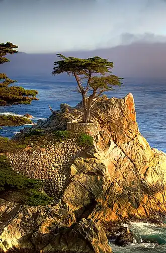 De "Lone Cypress", een iconisch beeld van de streek, gezien vanop de 17-Mile Drive