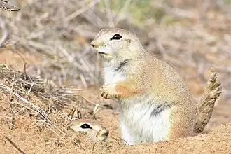 Afghaanse grondeekhoorn