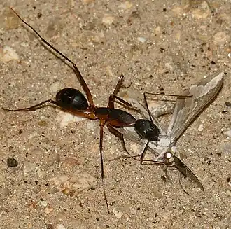Camponotus etiolipes