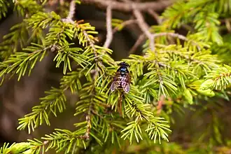 Sericomyia bifasciata