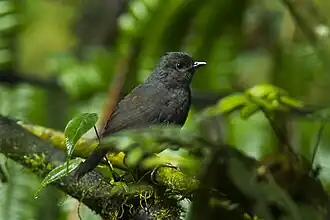 Langstaarttapaculo