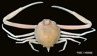 Iliacantha subglobosa