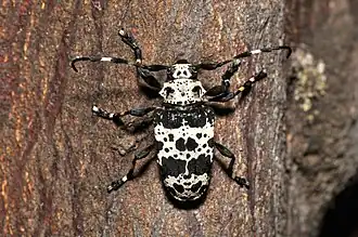 Acanthoderes lacrymans