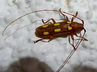 Eburodacrys triocellata